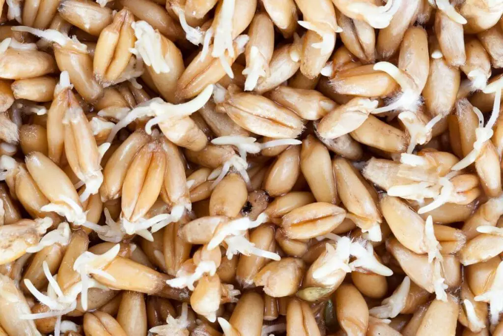 A close up image of a pile of whole grains brown rice.