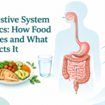 Digestive system basics illustration showing how food moves through the GI tract