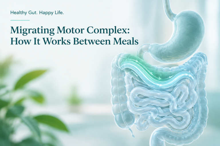 Migrating motor complex moving through the stomach and small intestine between meals