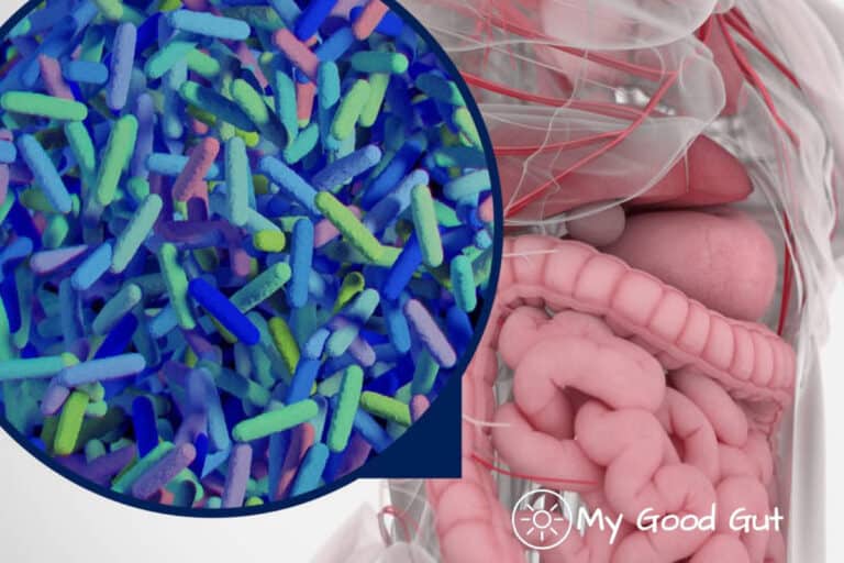 Gut Bacteria Microbiome