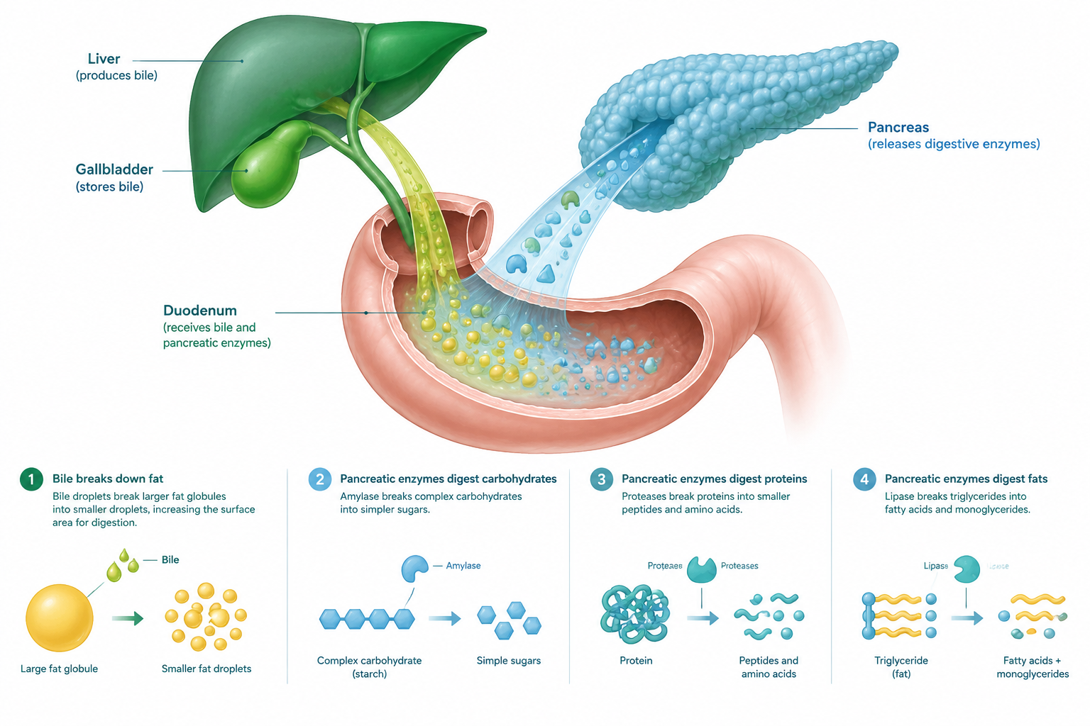 Digestive enzymes and bile help break down fats, proteins, and carbohydrates