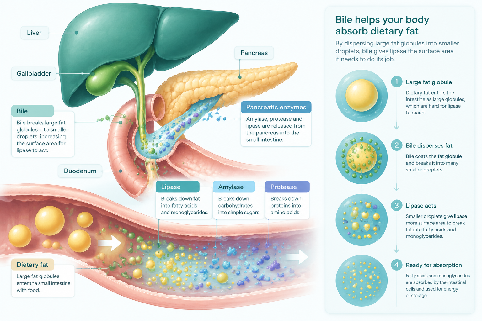 Pancreatic enzymes and bile working together to digest fats in the small intestine