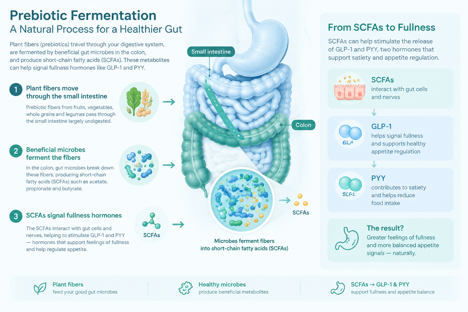 Illustration of prebiotic fiber fermentation, gut microbes, GLP-1, and PYY