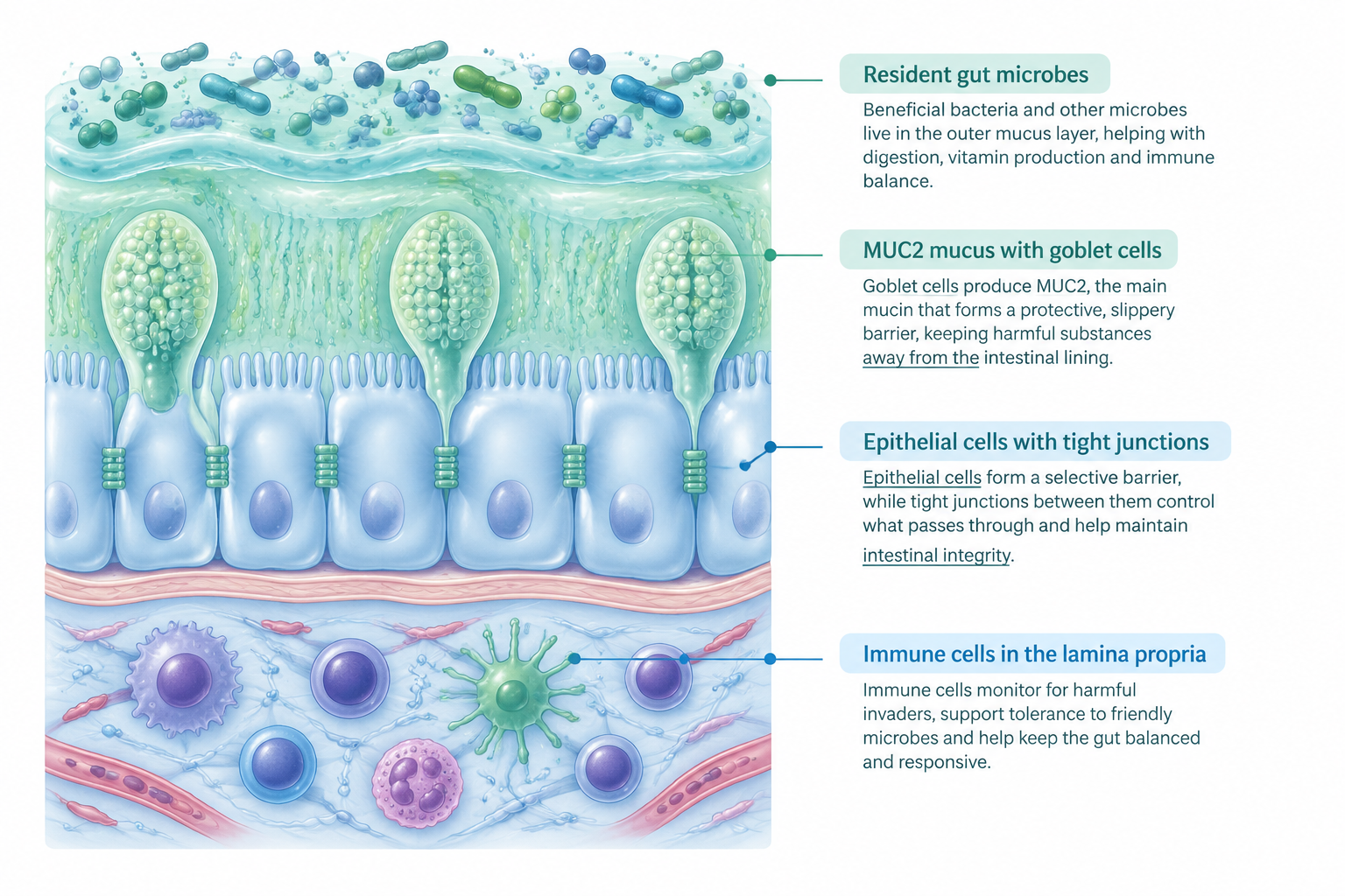 MUC2 mucus, epithelial cells, tight junctions, microbes, and immune cells in the gut barrier
