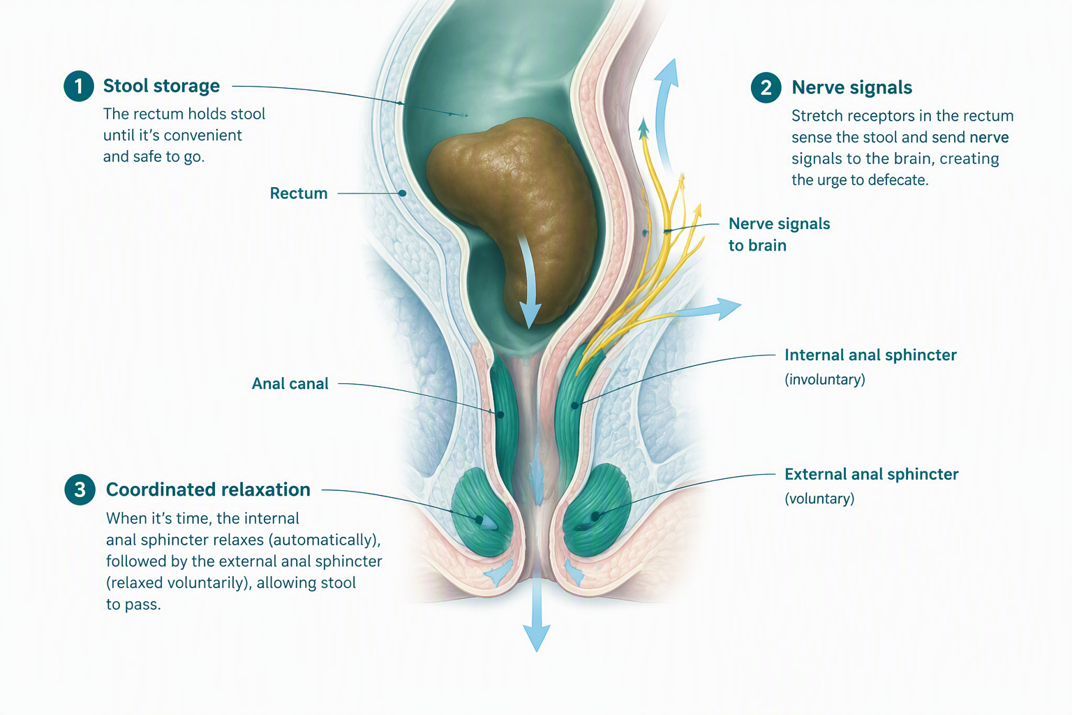 Rectum and anal sphincters coordinating stool storage and elimination