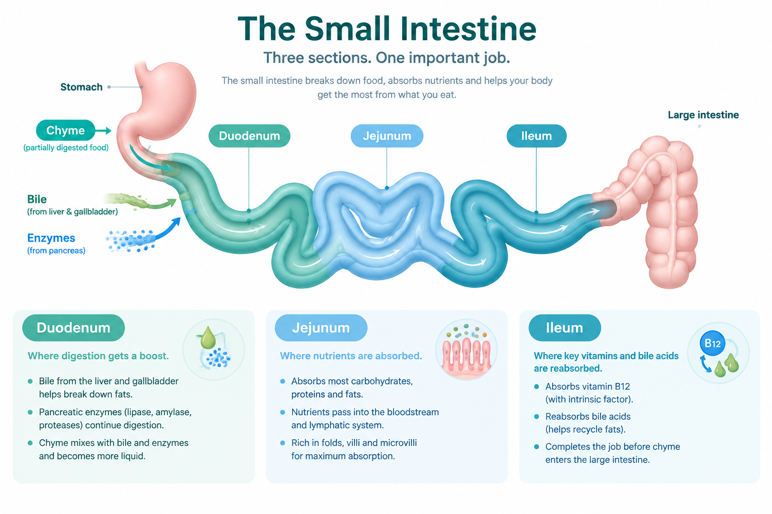 Duodenum, jejunum, and ileum working together during digestion
