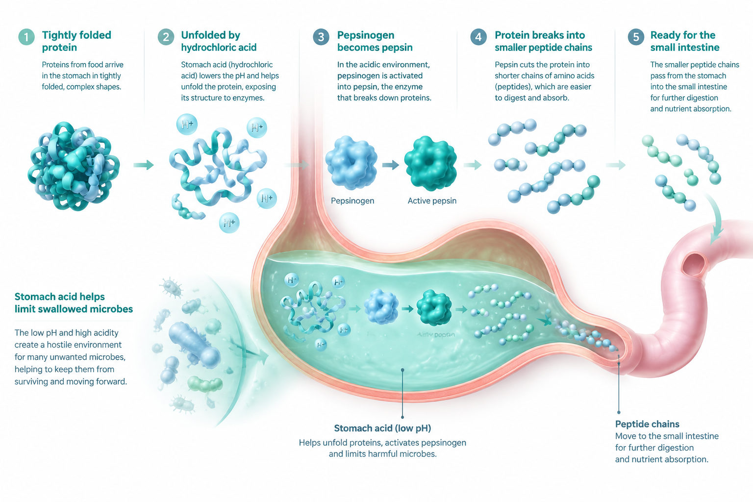 Hydrochloric acid activating pepsin for protein digestion and microbial defense