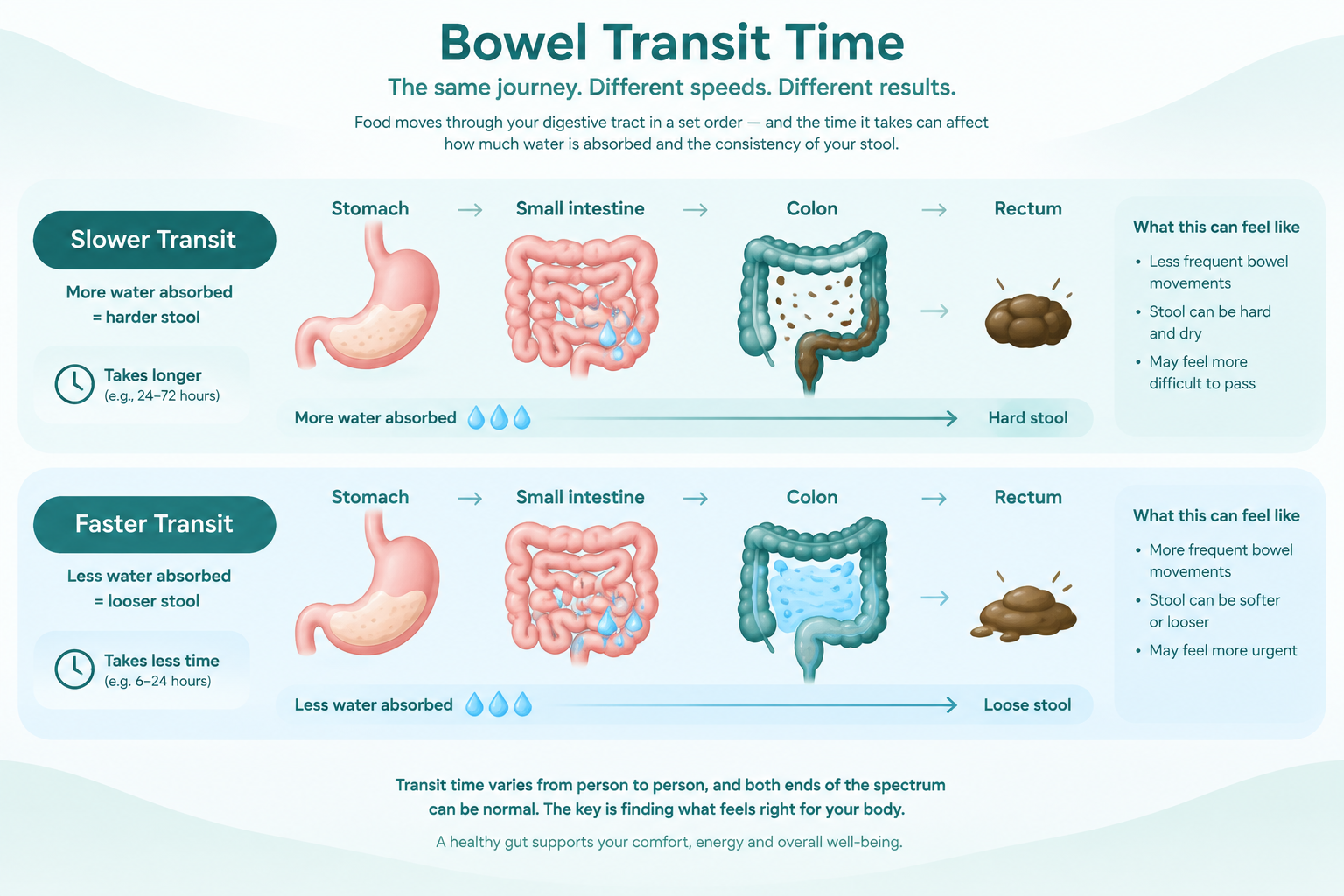 Bowel transit time showing how slow or fast digestion affects stool