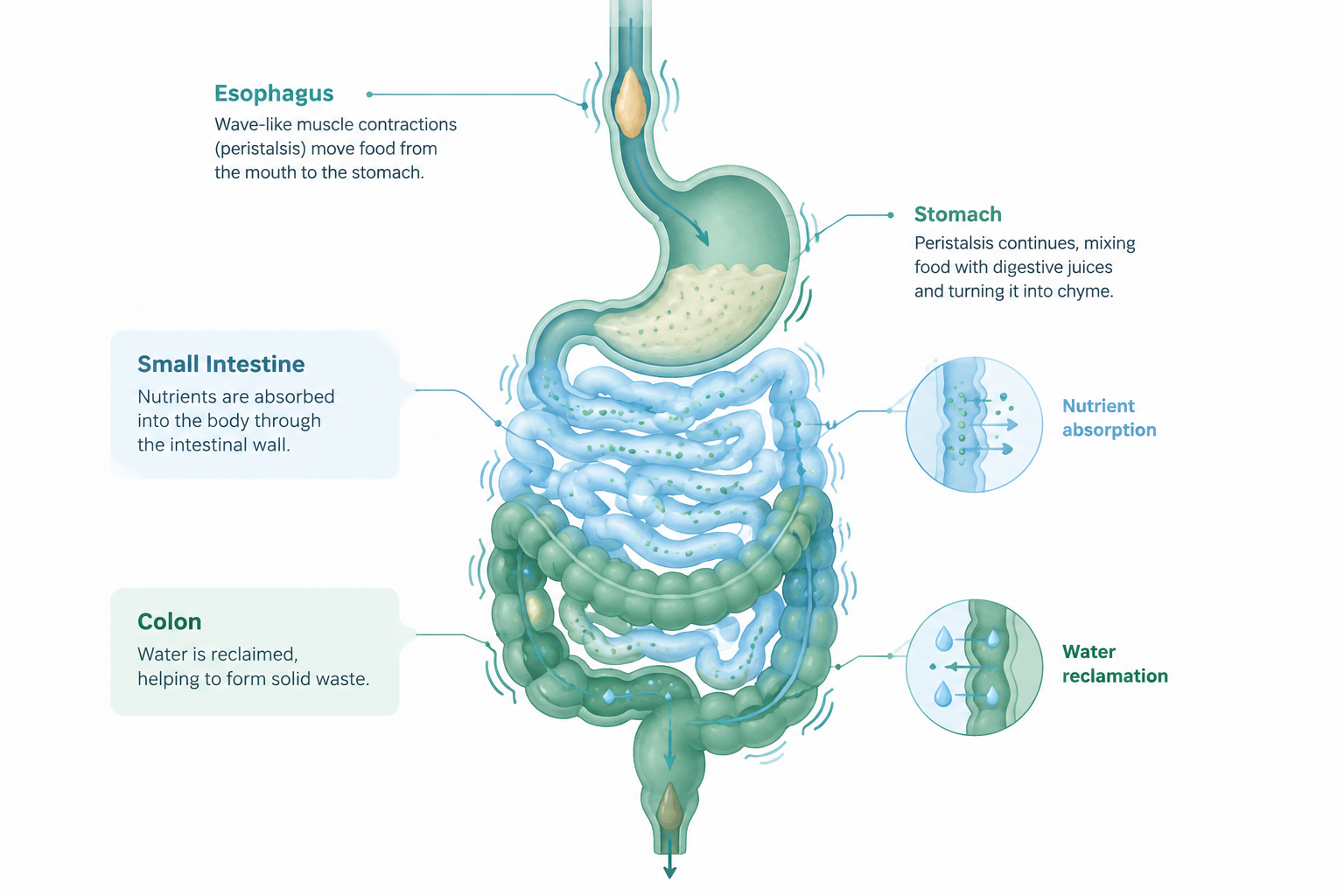 Peristalsis moving food through the digestive tract and colon