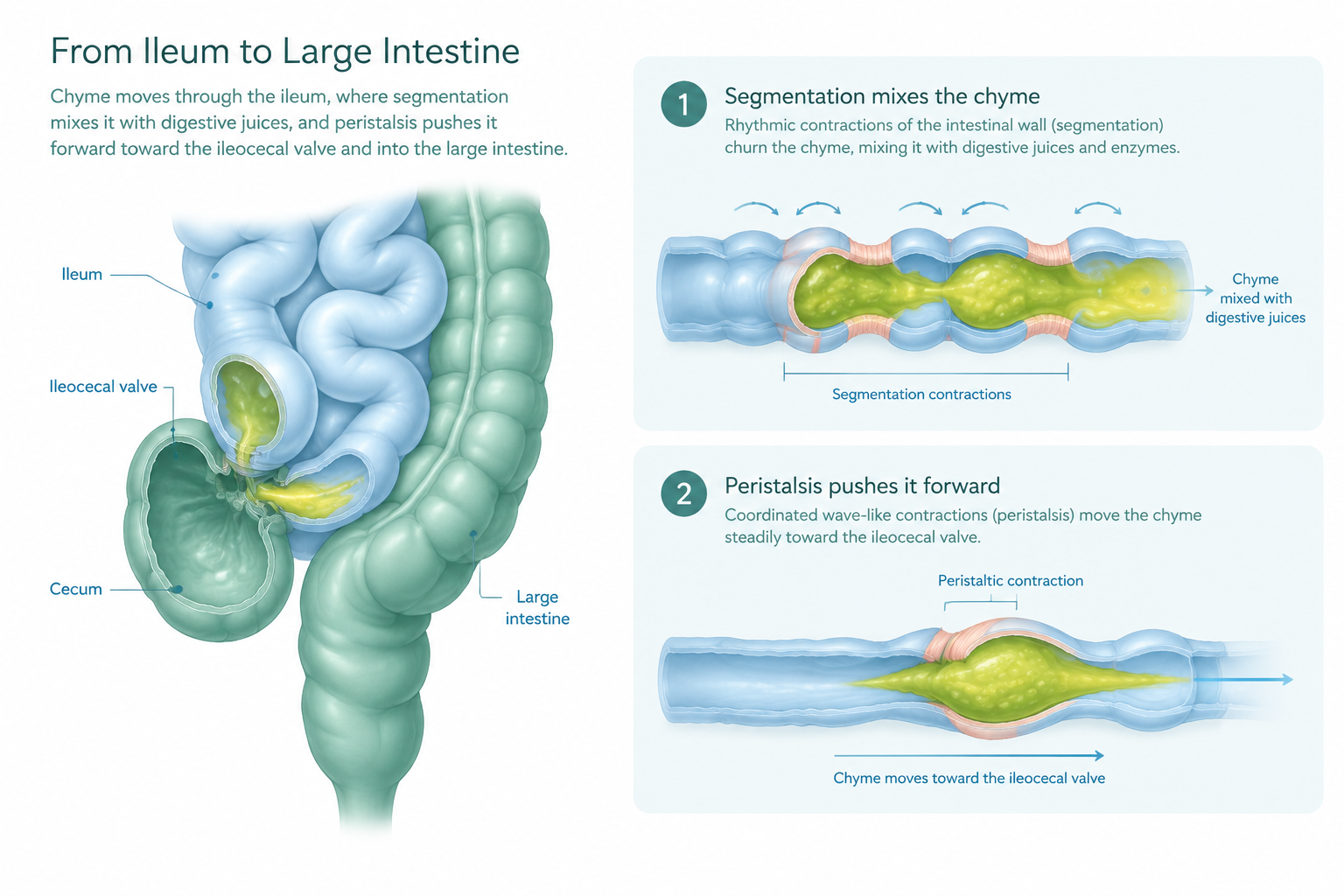 Peristalsis and segmentation move chyme from the ileum to the large intestine