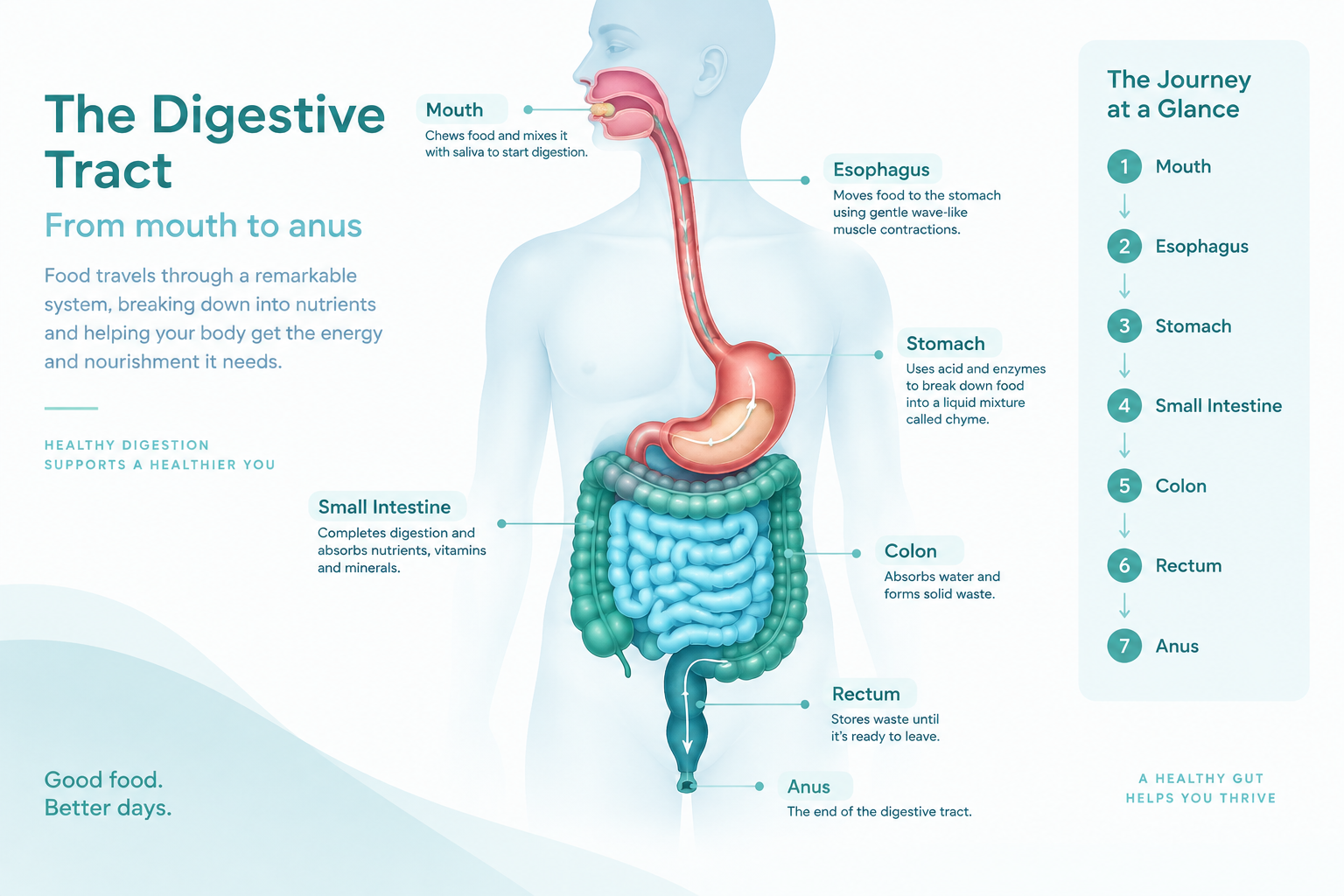 Digestive tract showing how food travels through the gut