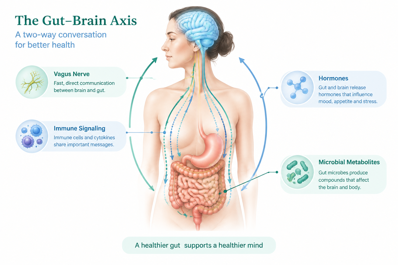 Gut-brain axis showing two-way signals through the vagus nerve, immune system, hormones, and microbes