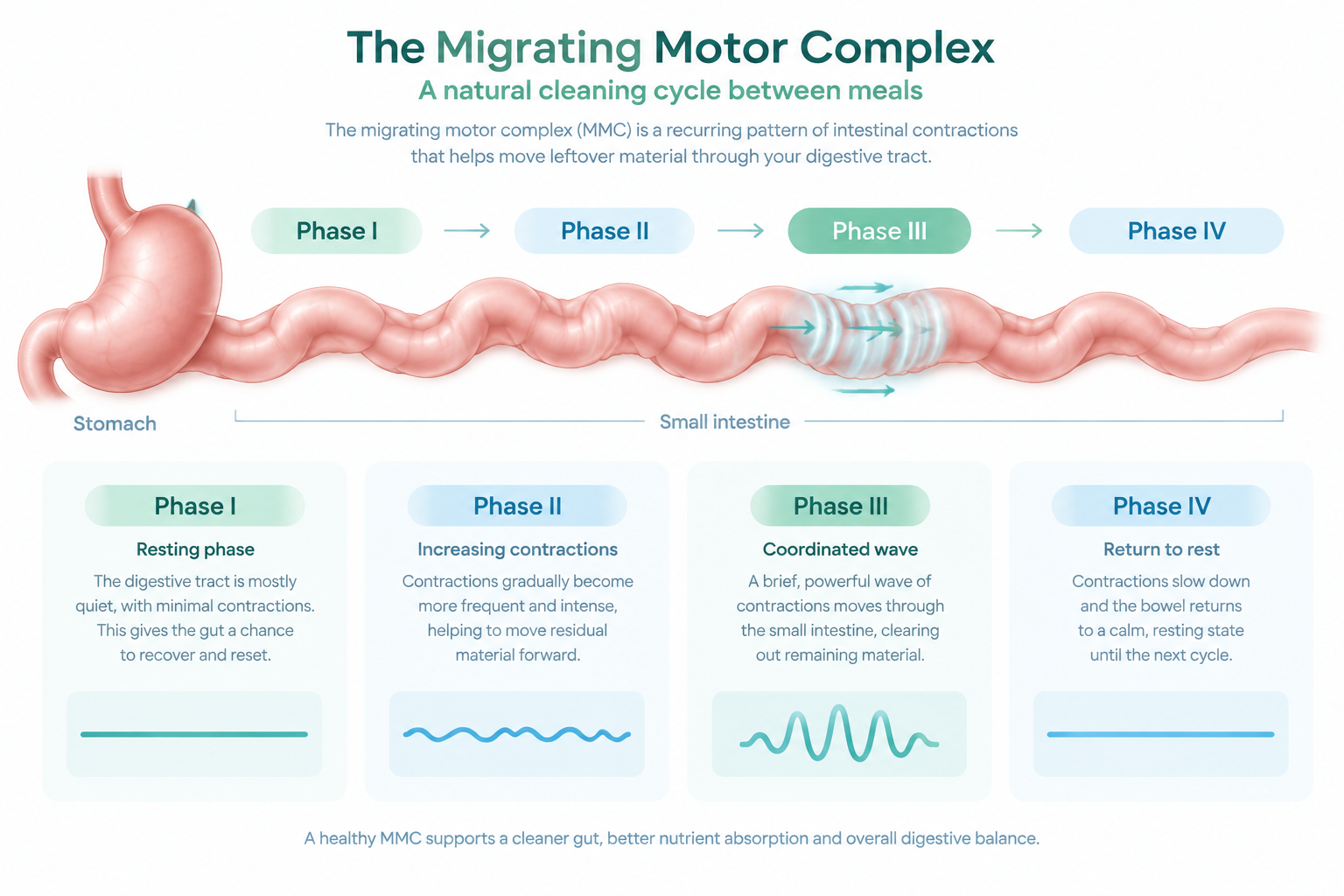 Four migrating motor complex phases between meals, including the active Phase III wave