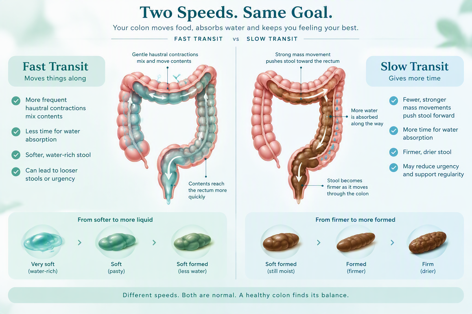 Colon transit time showing water absorption and changes in stool consistency
