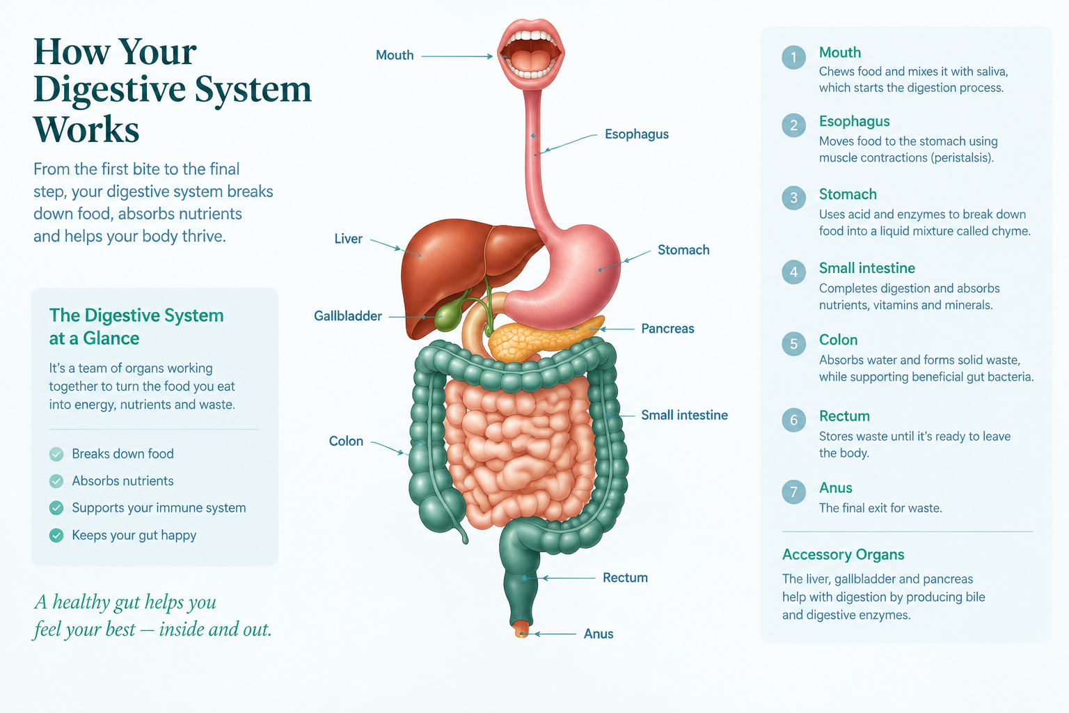 Digestive system organs and food pathway from mouth to anus
