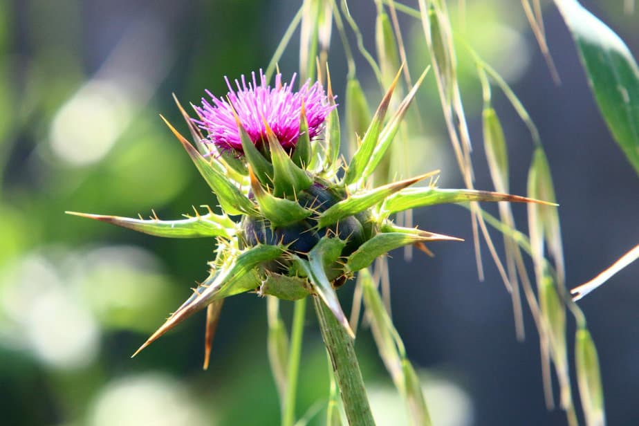 Can Milk Thistle Protect Your Liver From Disease? My Good Gut