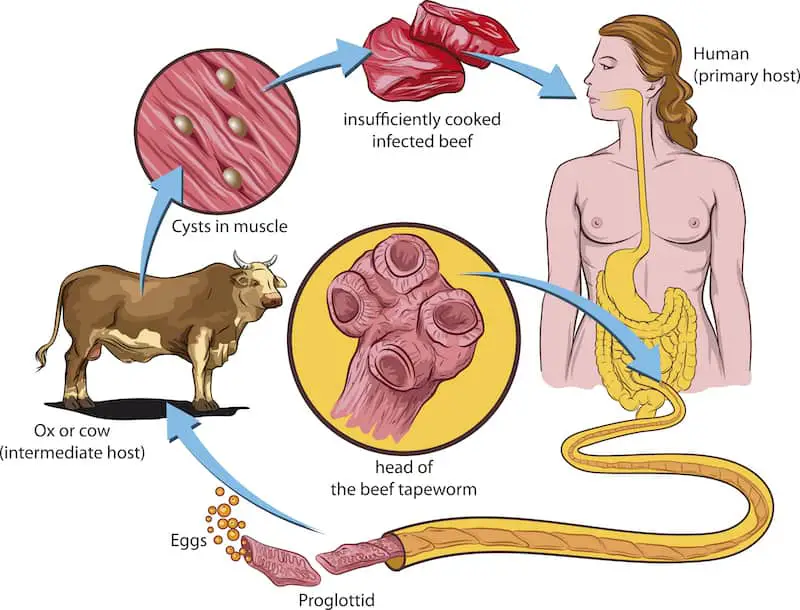 Tapeworm Life Cycle