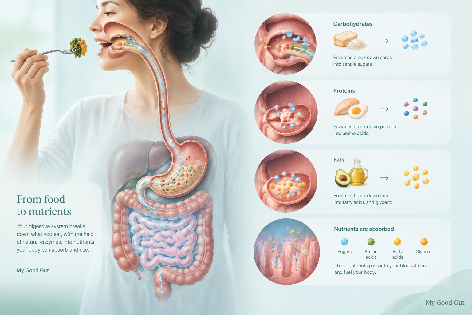 Digestive system showing how enzymes break down carbohydrates, proteins, and fats