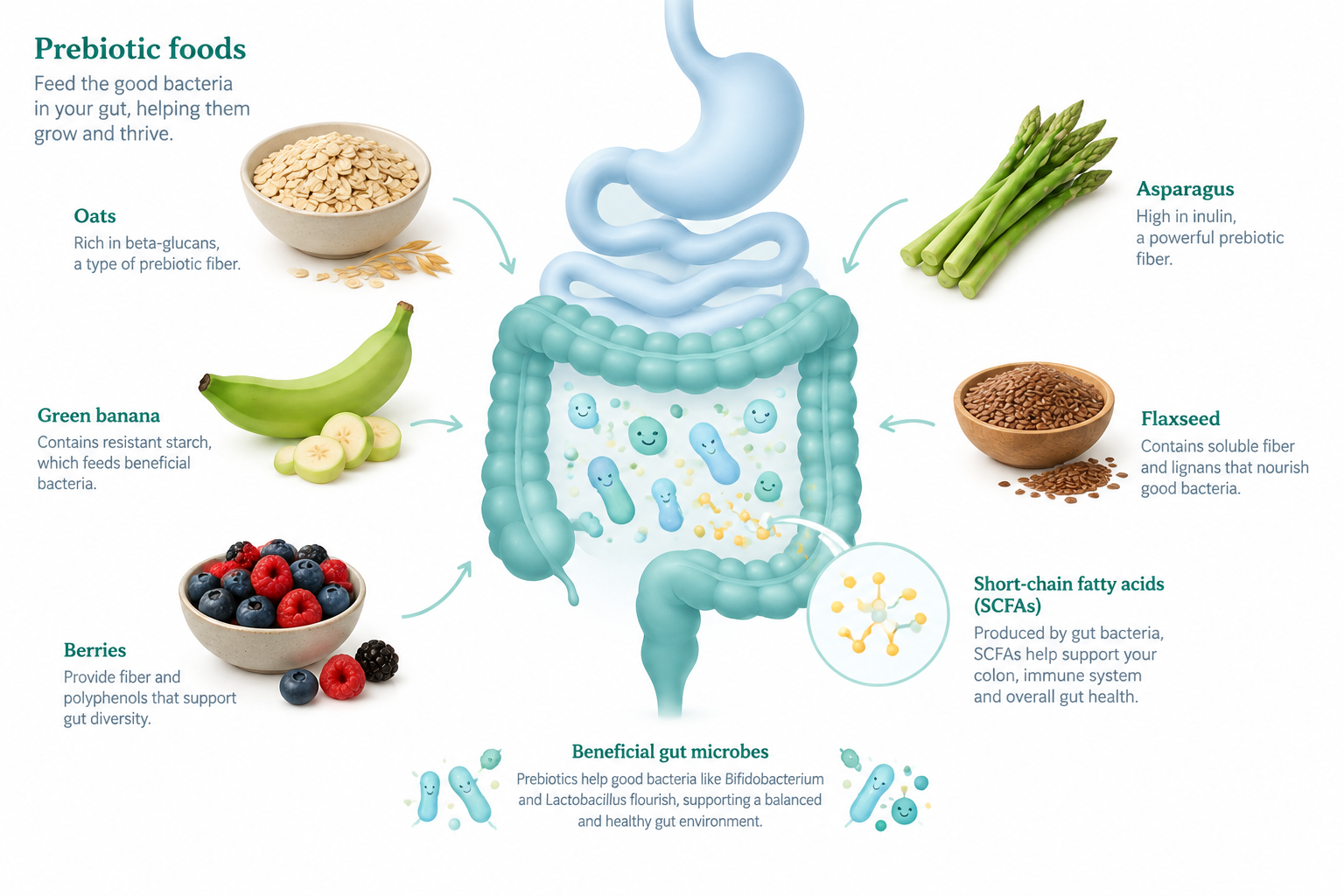 Illustration of prebiotic foods feeding gut microbes in the large intestine