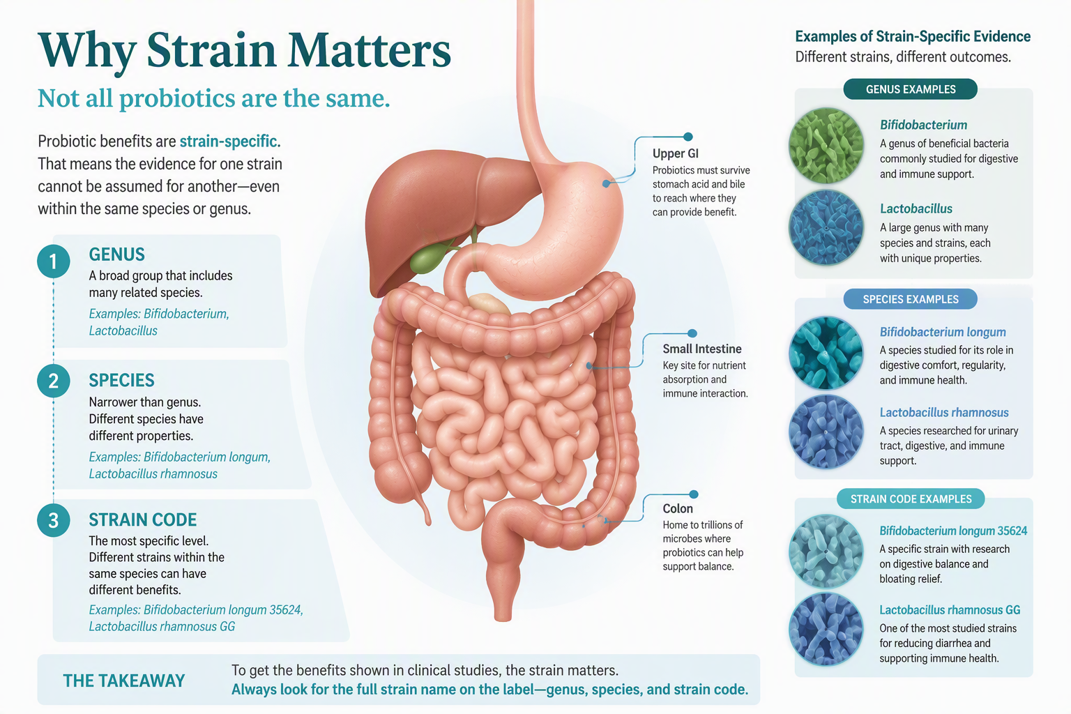Strain-specific probiotics and gut microbiome illustration for digestive health