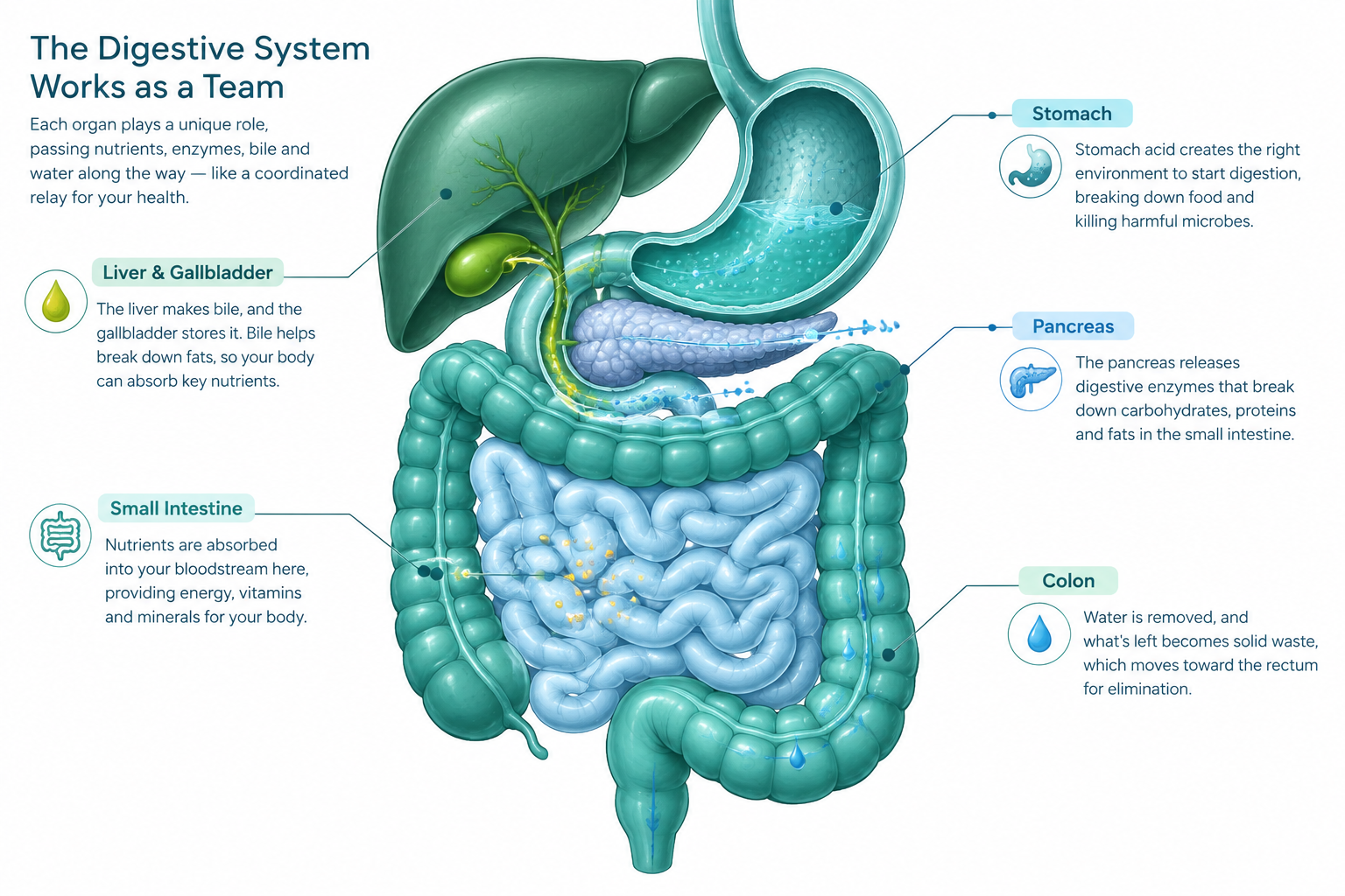 Digestive organs showing stomach acid, enzymes, bile, absorption, and colon function