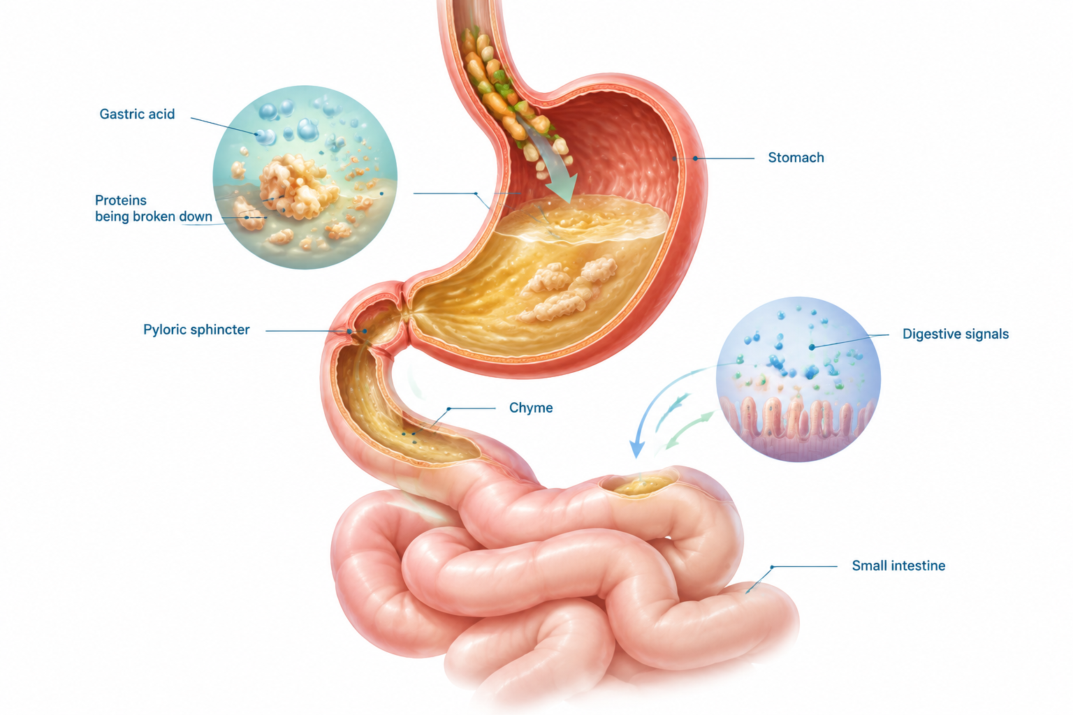 Stomach acid preparing food and guiding digestion through the small intestine