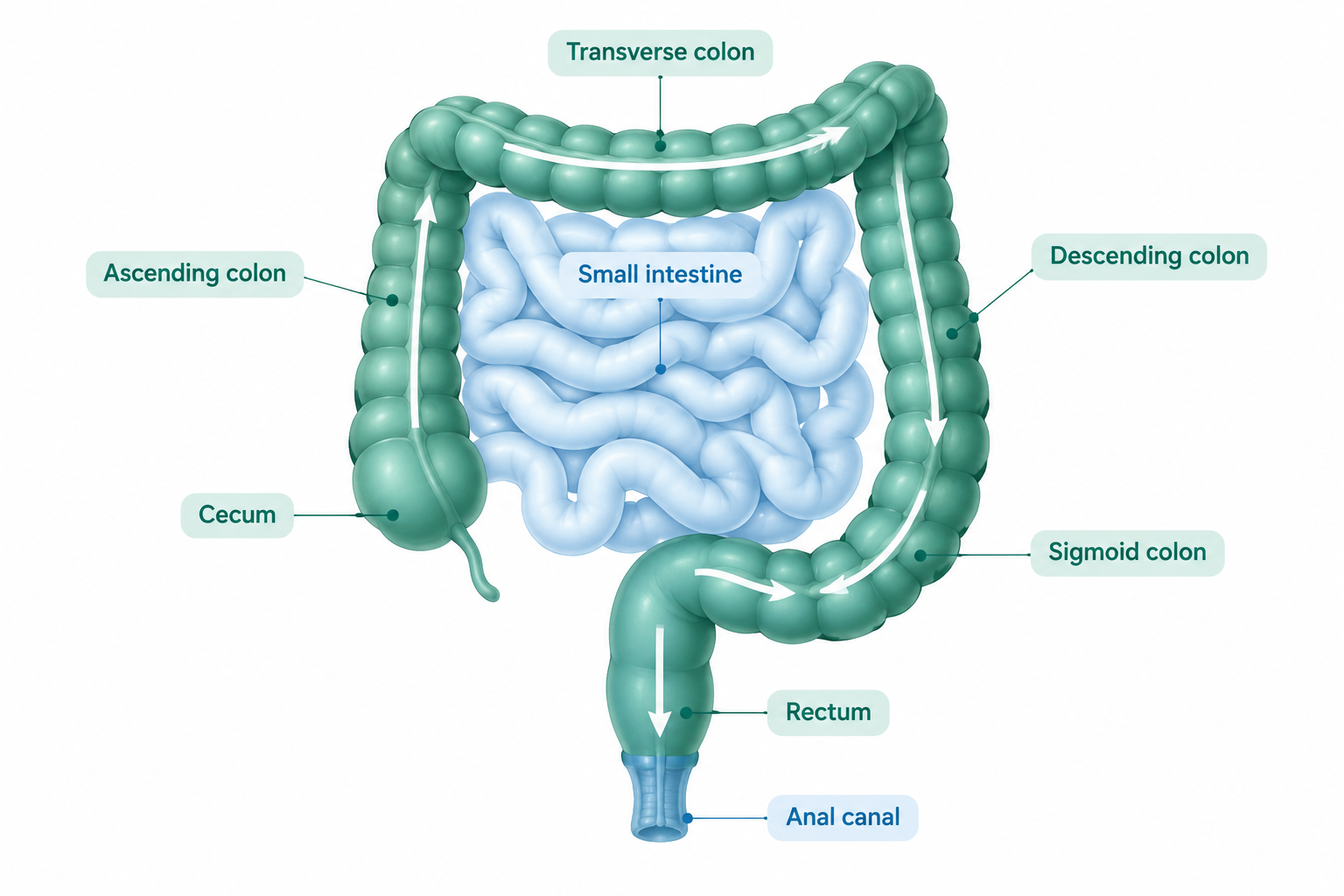 Large intestine anatomy showing the colon route from cecum to rectum