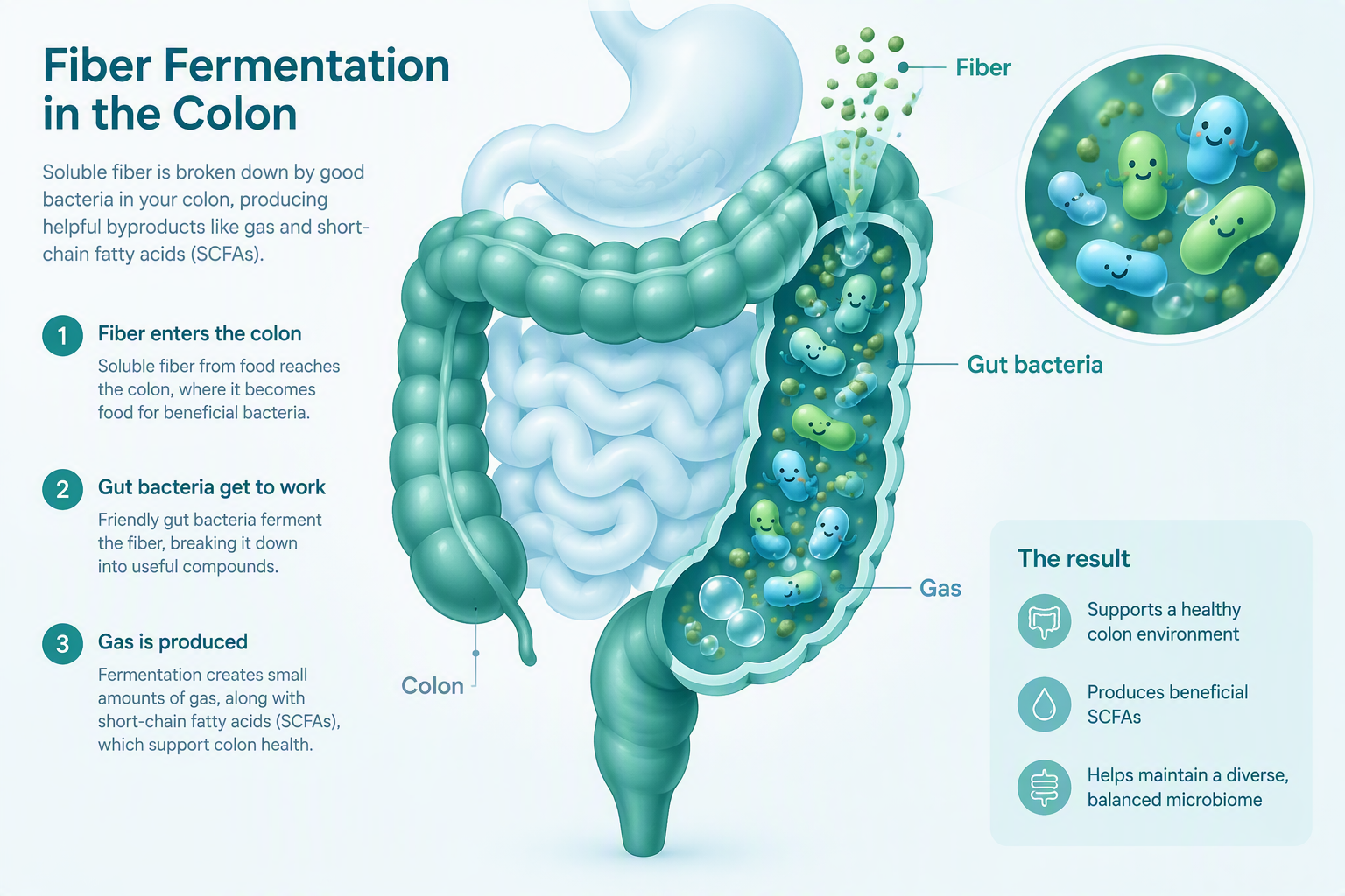 Illustration showing fiber fermentation, gut bacteria, gas, and bloating
