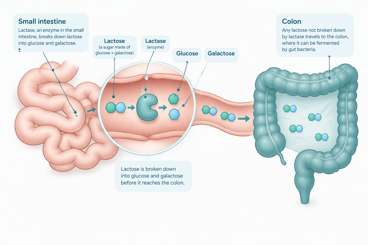 Diagram showing how lactase breaks lactose into simpler sugars during digestion