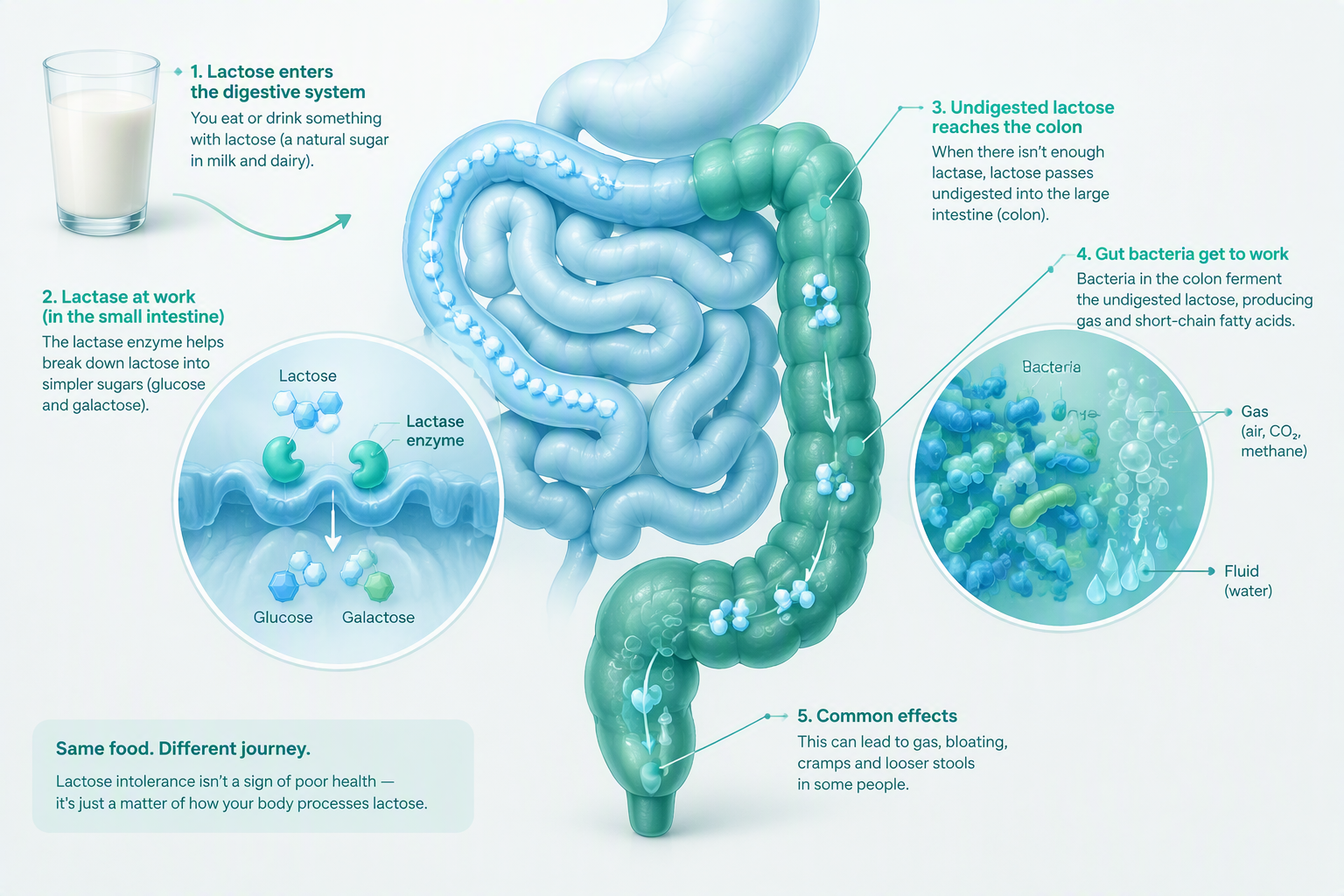 Lactose intolerance and lactase digestion in the small intestine
