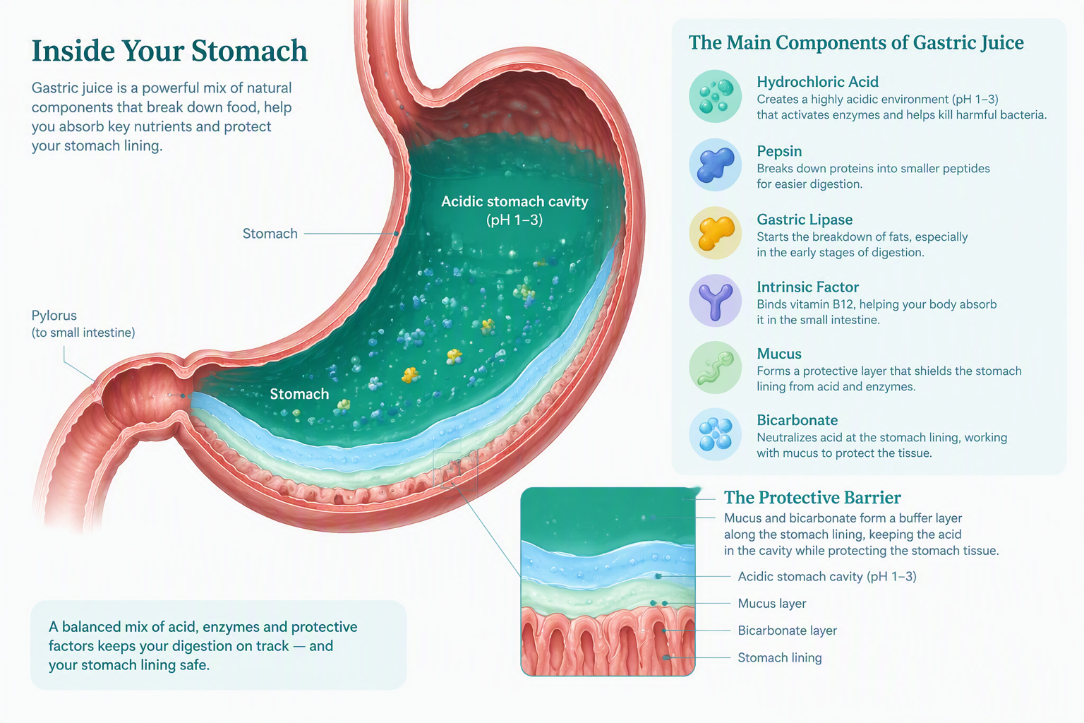 Gastric juice components including hydrochloric acid, pepsin, mucus, and bicarbonate