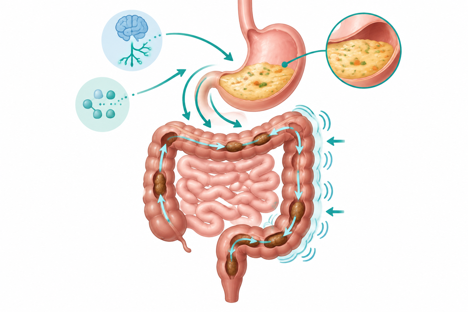 Digestive tract illustration showing the gastrocolic reflex after eating