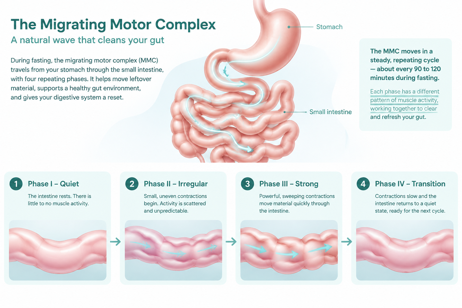 Medical illustration of migrating motor complex phases in the stomach and small intestine
