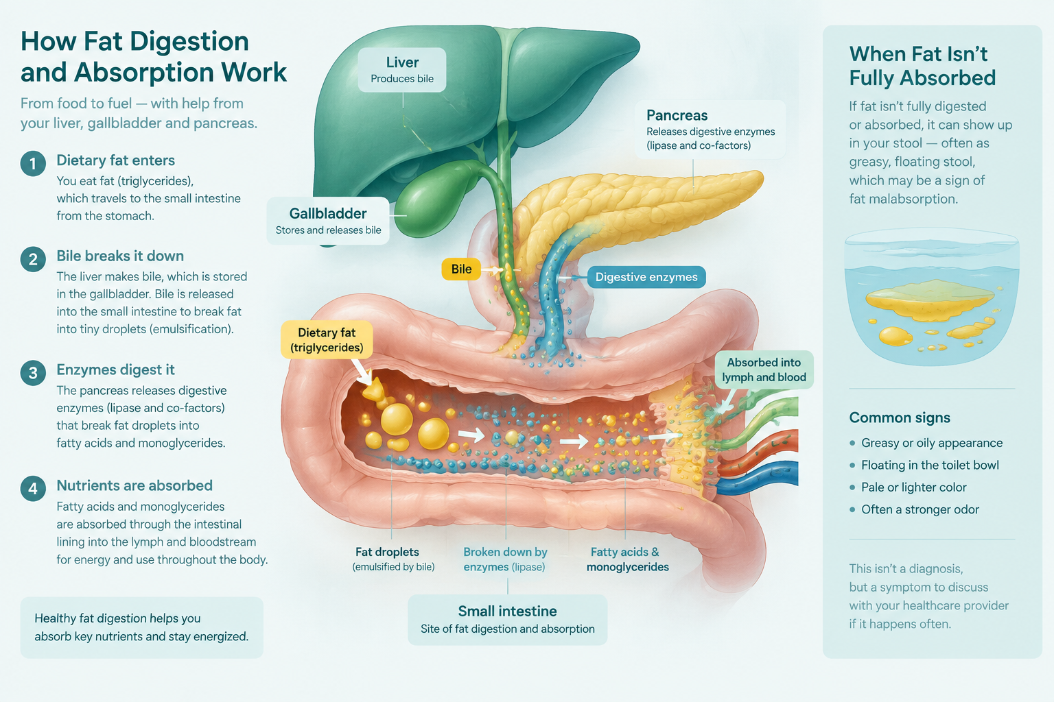 Fat malabsorption causes of recurring greasy yellow diarrhea