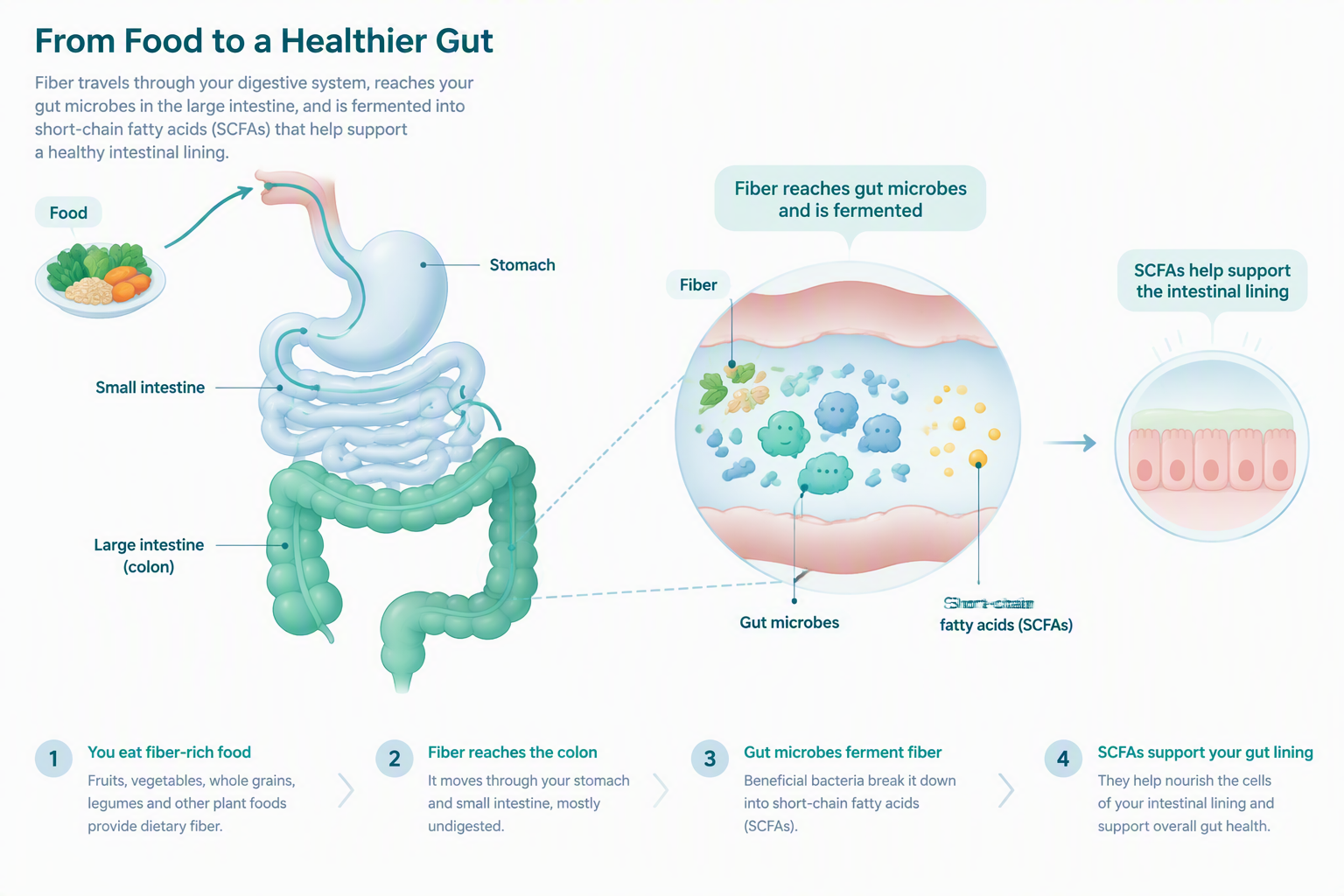 Digestive pathway showing fiber reaching the colon and supporting gut microbiome health