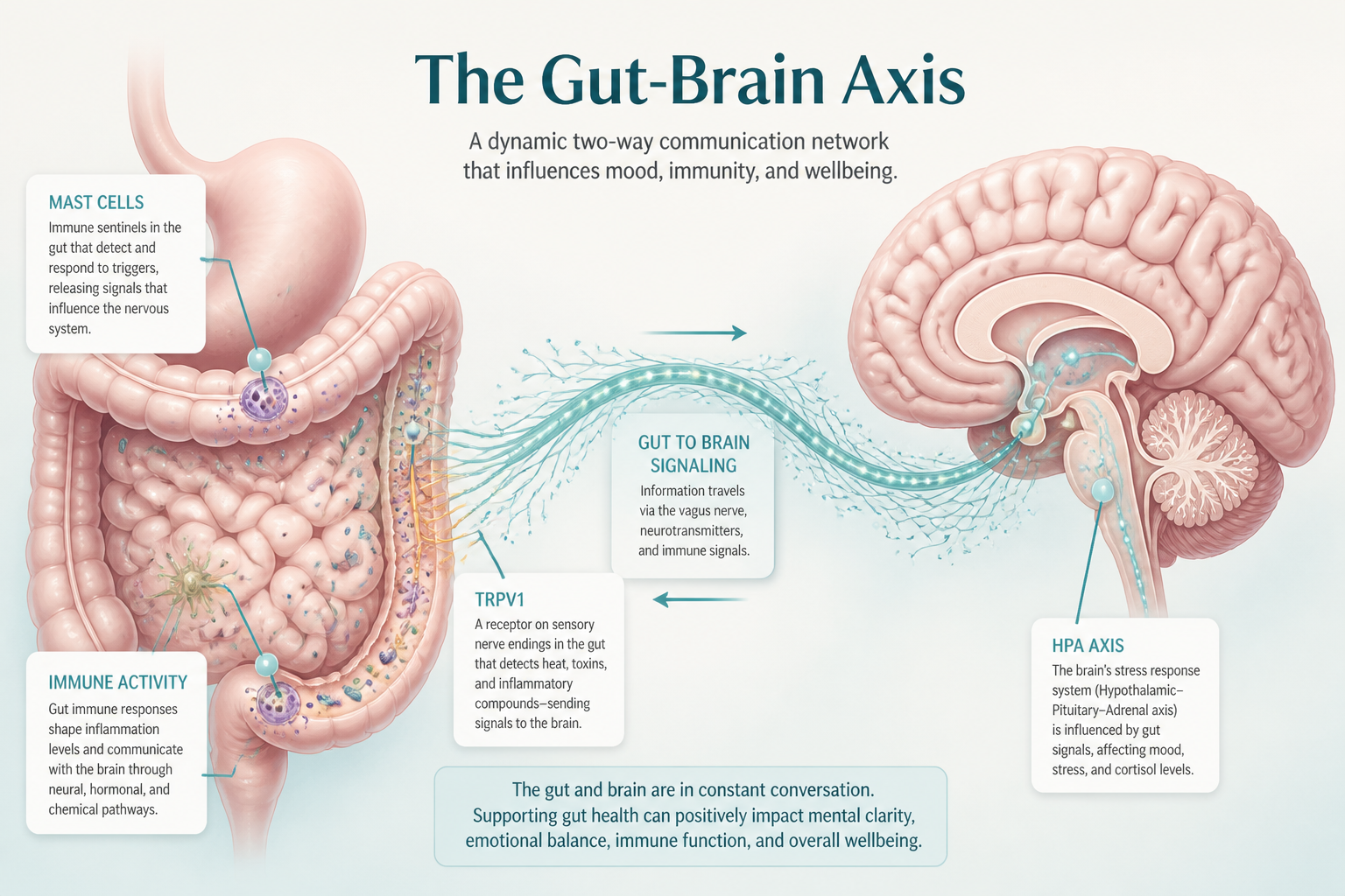 Illustration of gut-brain axis showing immune, nerve and HPA axis drivers of sensitivity