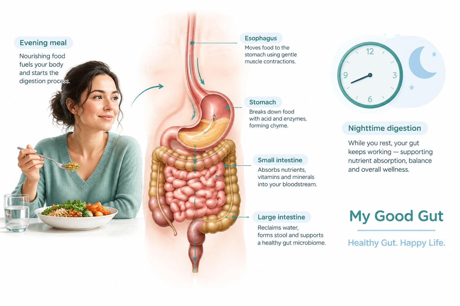 Nighttime digestion through the stomach and intestines after a late meal