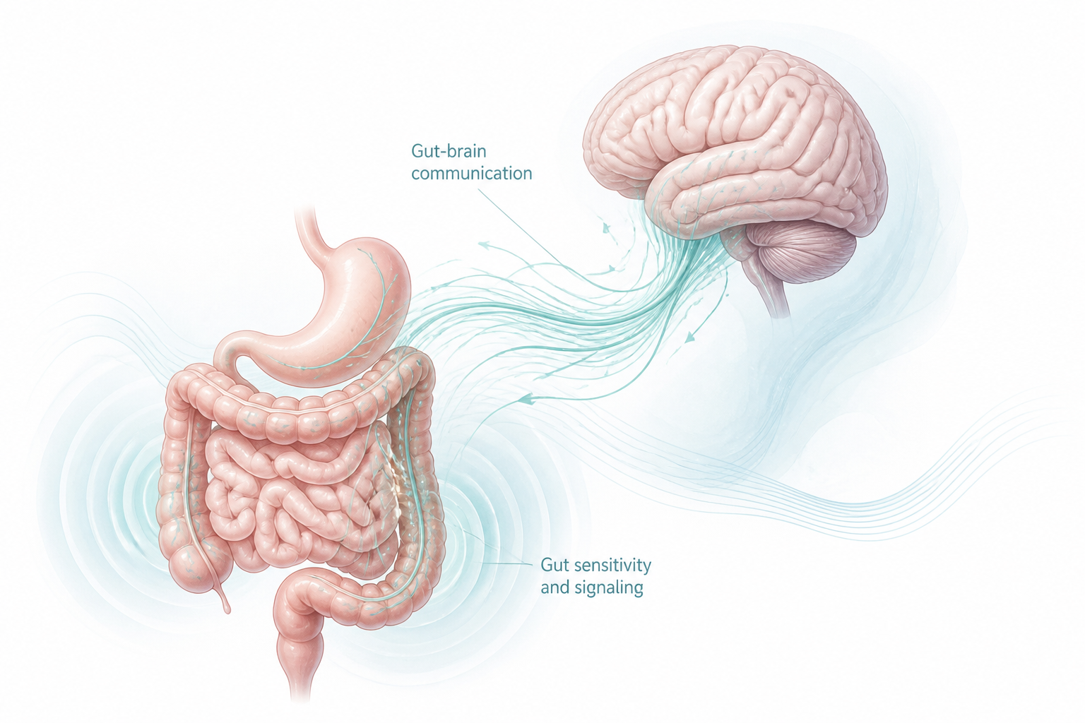 Gut-brain connection and increased sensitivity explain why IBS has no permanent cure
